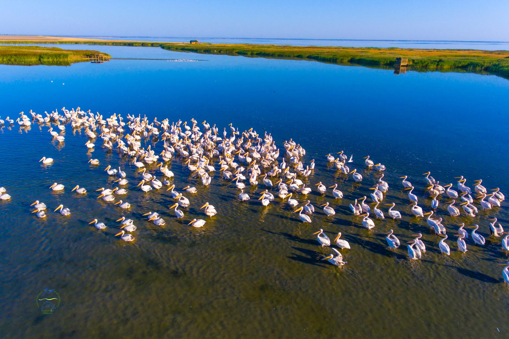 Birds in the estuaries